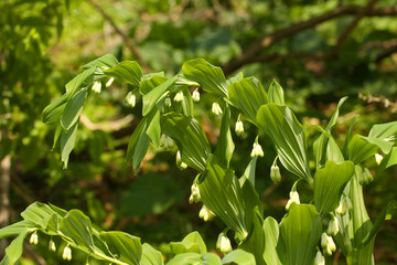Fototapeta premium Solomon Seal