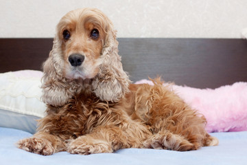 Cocker spaniel