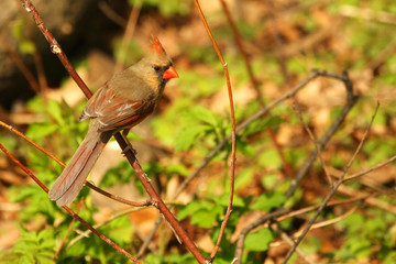 Cardinal female