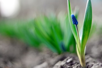 Fototapeta premium spring young blue flowers on green stems