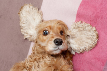 Cocker spaniel