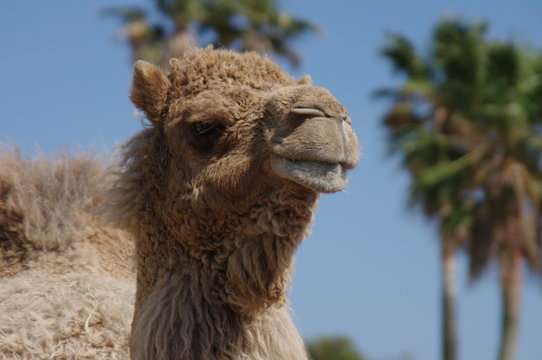 ラクダ のストック写真 ロイヤリティフリーの画像 ベクター およびビデオ Adobe Stock