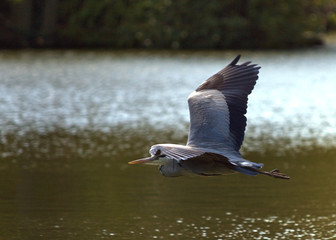 Heron