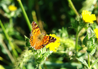 Mariposa multicolores