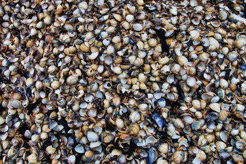 Muschelhaufen