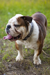 Obraz premium English bulldog