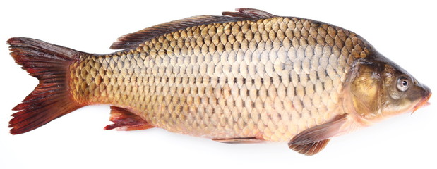 Fresh fish carp on a white background