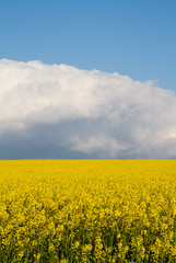 Oil seed rape field