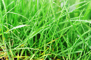 young grass