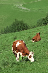 Fototapeta na wymiar Cows