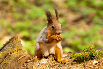 Naklejka na ściany i meble Mała wiewiórka jedzenie orzechów w parku na wiosnę