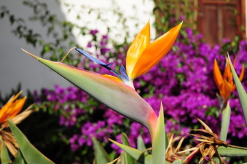 Obraz premium tropical