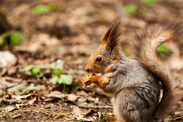 Naklejka na ściany i meble Mała wiewiórka jedzenie orzechów w parku na wiosnę