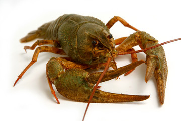crawfish
