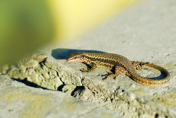alive wall lizard