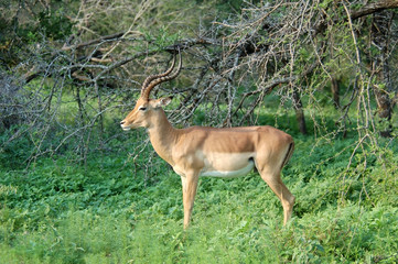 Africa Wildlife: Impala