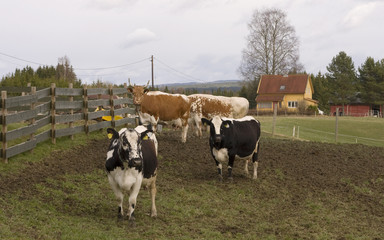 Fototapeta premium Cows