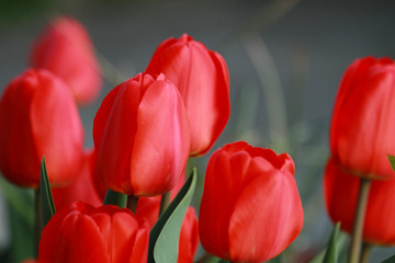 Tulpen