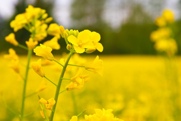 Raps in voller Blüte