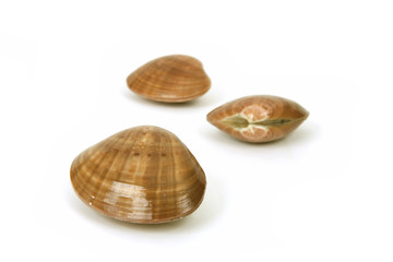 Vongole - Fasolari
