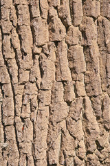 Zerfurchte Rinde einer Eiche