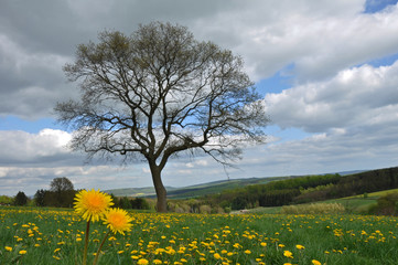 Fototapeta premium Frühling