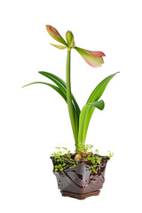 blooming amaryllis