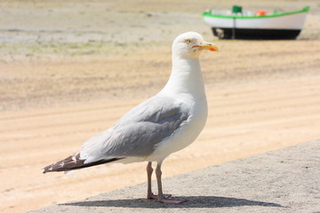 Fototapeta premium Goéland