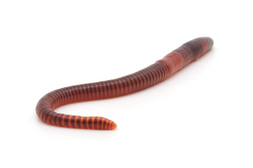 Earthworm