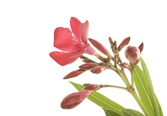 Hardy Red Oleander Close up