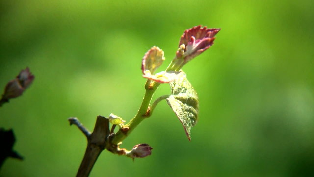 Tender vine bine