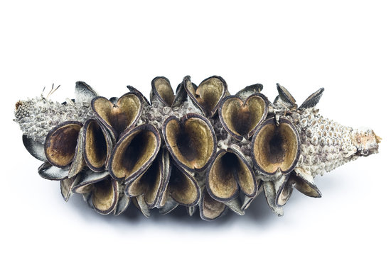 Open Banksia Seed Pod