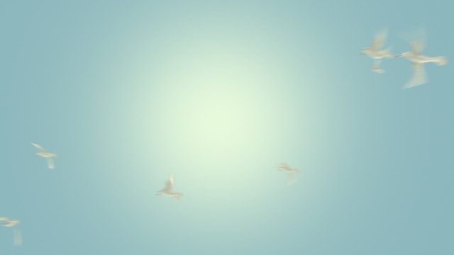 Birds Flying Loop with Alpha Matte