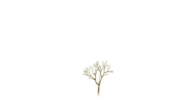 Growing tree on white.