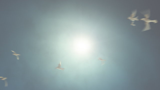 Birds Flying Against the Sun Loop