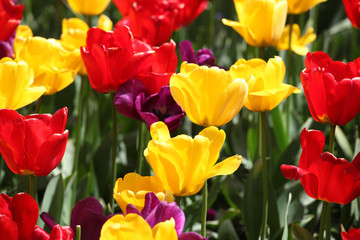Fototapeta premium Tulips