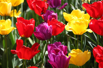 Naklejka premium Tulips