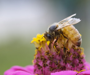 busy bee autumn worker on pink and yellow flower