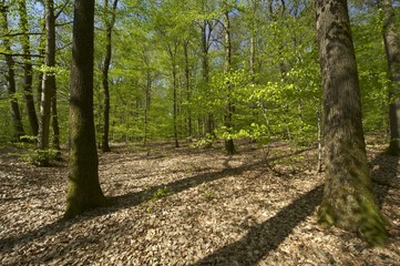 sous-bois au printemps