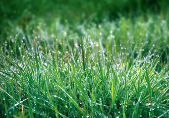 Rosée du matin sur herbe