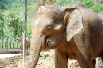 Fototapeta na wymiar the big elephant at the park