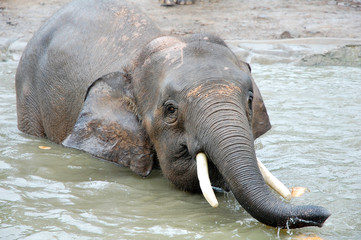 an elephant eating a coconut at the pond