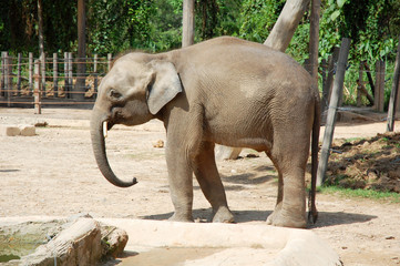 an elephant at the wildlife park