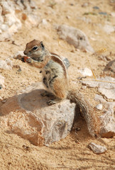 Sitting chipmunk