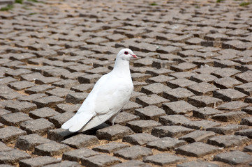dove
