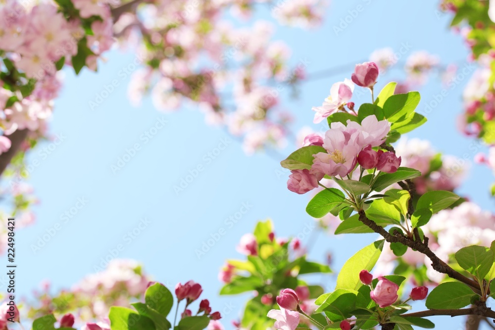 Wall mural Spring flower