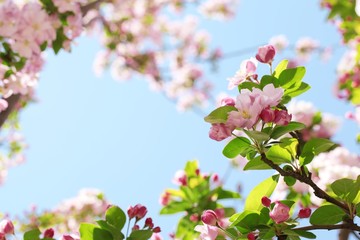 Spring flower