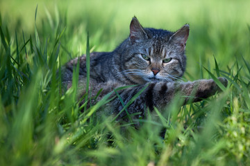 Wildkatze
