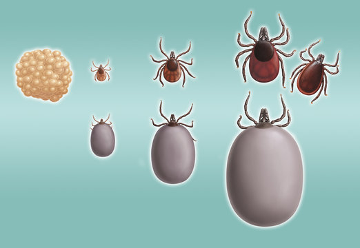 Zecken - Entwicklungs Stadien