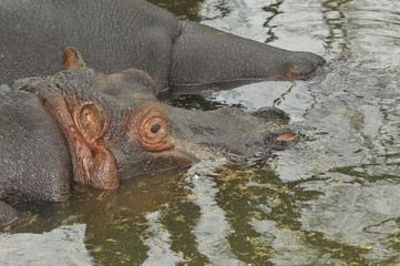 Hippopotame